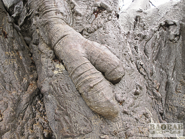 Sagole Big Tree, Detail