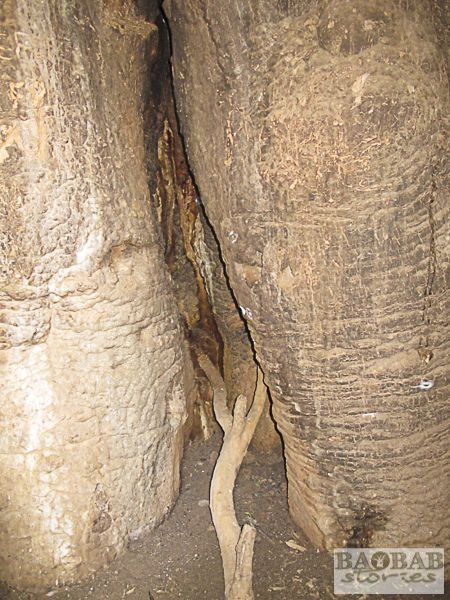 Höhle im Sagole Big Tree