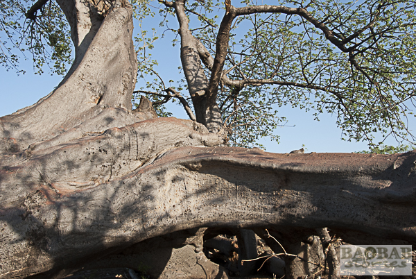 Baobab, Chiswiti, Mount Darwin, Simbabwe