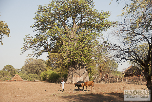 Baobab, Chiswiti, Mount Darwin, Simbabwe