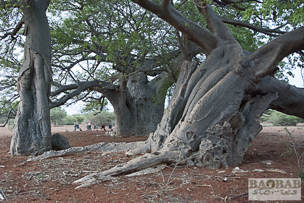 Sundowner bei Baobabs