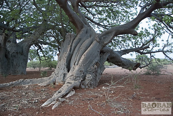 Alter, schiefer Baobab