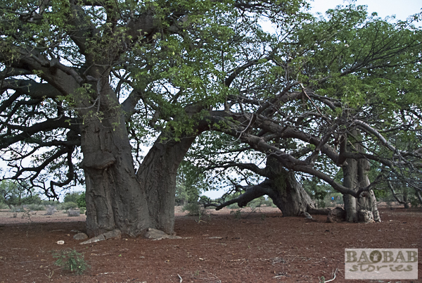 Sundowner bei Baobabs