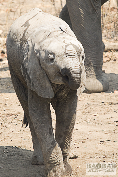 Elefantenbaby, Liwonde NP, Malawi