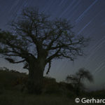 Baobabs in Mapungubwe, Südafrika, Gerhard Hübner