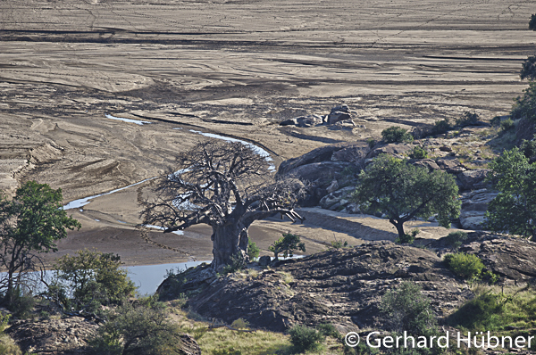 Baobabs in Mapungubwe, Südafrika, Gerhard Hübner