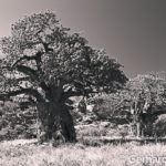 Baobabs in Mapungubwe, Südafrika, Gerhard Hübner