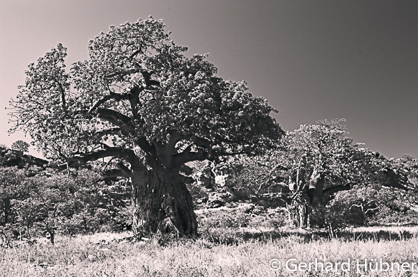 Baobabs in Mapungubwe, Südafrika, Gerhard Hübner