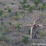 Baobab in Mapungubwe, Südafrika, Gerhard Hübner