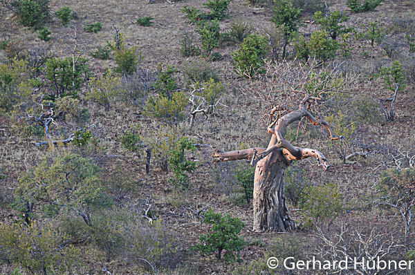 Baobab in Mapungubwe, Südafrika, Gerhard Hübner