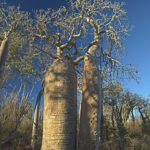 Baobabs bei Ifaty, Gerhard Hübner