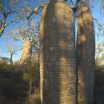 Baobabs bei Ifaty, Gerhard Hübner