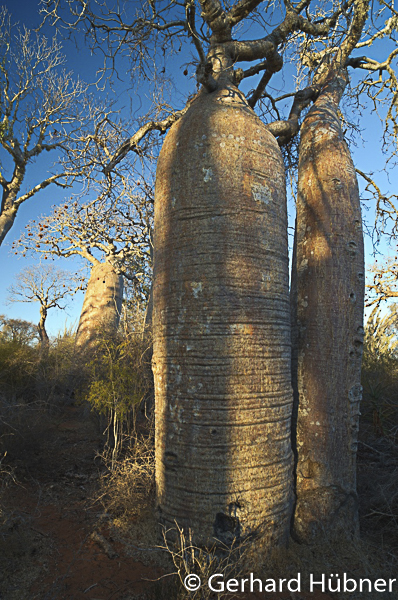 Baobabs bei Ifaty, Gerhard Hübner