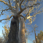 Baobab bei Ifaty, Gerhard Hübner