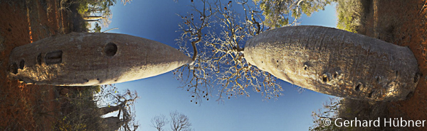 Baobabs, Dornenwald Ifaty, Panorama, Gerhard Hübner