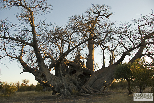 Baobab_PirateShip_Tsumkwe