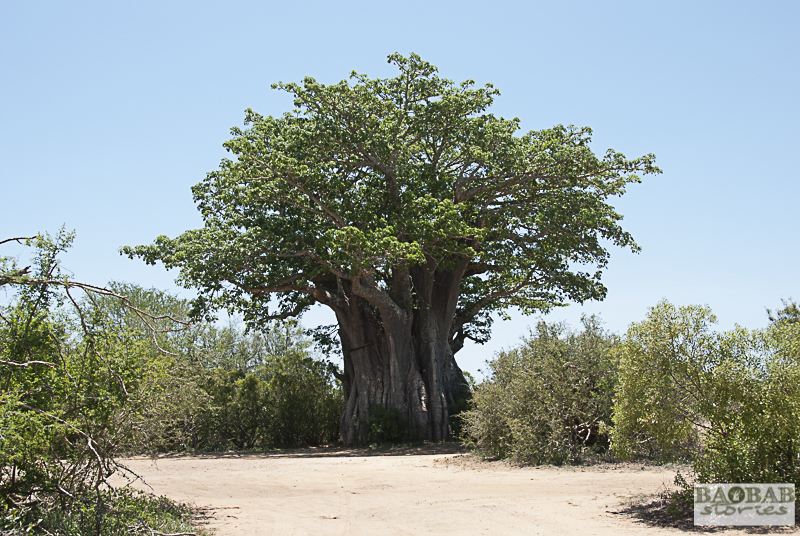 Baobab südlich von Satara, Krüger NP, Südafrika