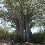 Baobab südlich von Satara, Krüger NP, Südafrika