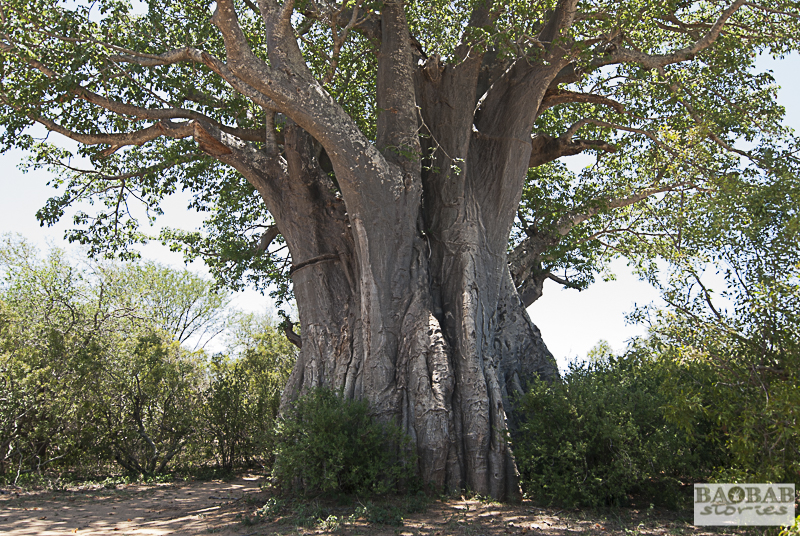 Baobab südlich von Satara, Krüger NP, Südafrika