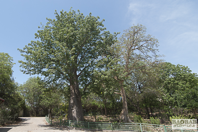 Baobab, Skukuza, Krüger NP, Südafrika