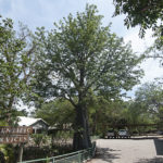 Baobab, Skukuza, Krüger NP, Südafrika