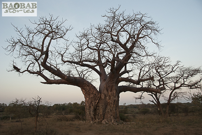 Baobab, Makuleke, Südafrika
