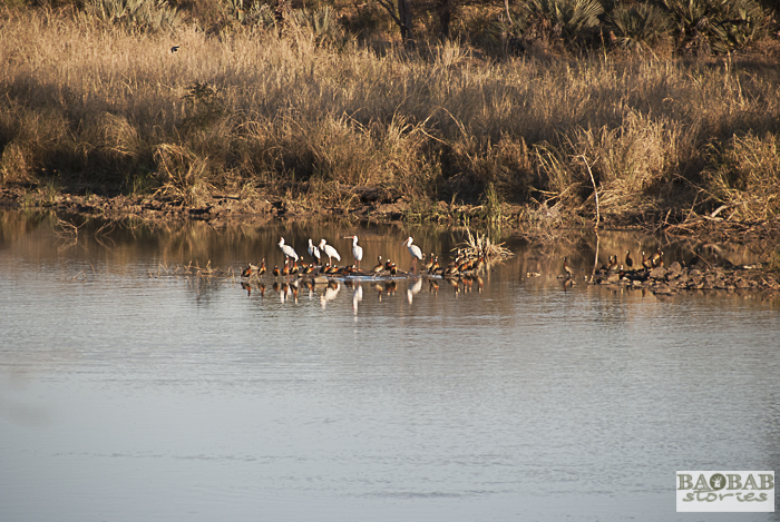 Vögel am Hippo Damm, Makuleke, Südafrika