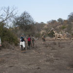 Wanderung, abgestorbener Baobab, Makuleke, Südafrika