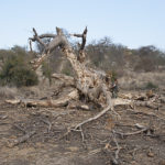 Wanderung, abgestorbener Baobab, Makuleke, Südafrika