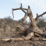 Wanderung, abgestorbener Baobab, Makuleke, Südafrika
