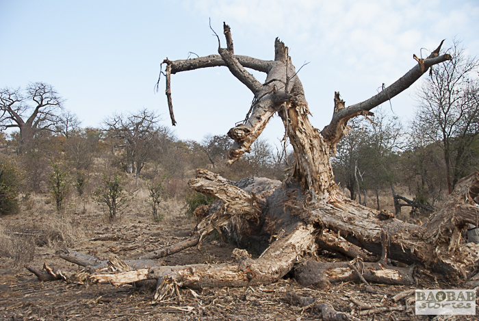 Wanderung, abgestorbener Baobab, Makuleke, Südafrika