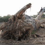 Wanderung, abgestorbener Baobab, Makuleke, Südafrika