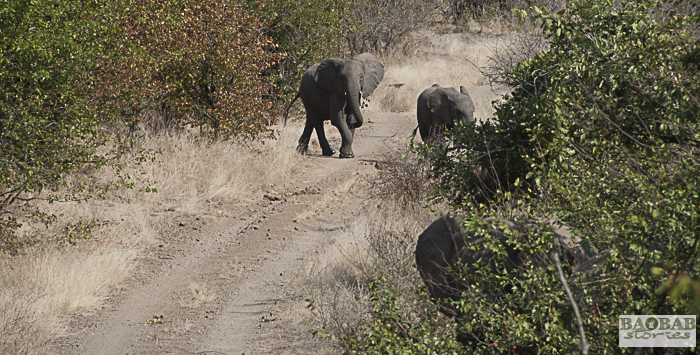 Elefanten, Makuleke, Südafrika