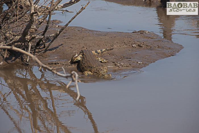 Krokodil am Crooks Corner, Makuleke, Südafrika
