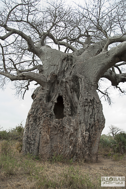 Baobab, Makuleke Concession, Südafrika