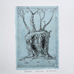 Baobab mit Höhlen