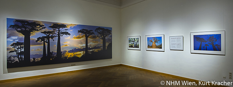 Baobab Fotografien von Pascal Maître in der Ausstellung "Baobab der Zauberbaum im NHM, Wien