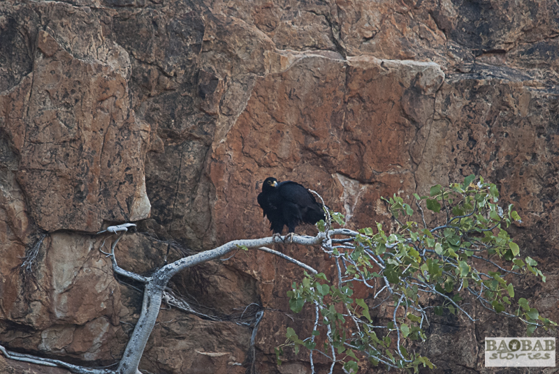 Verreaux Eagle, Mashatu, Botswana
