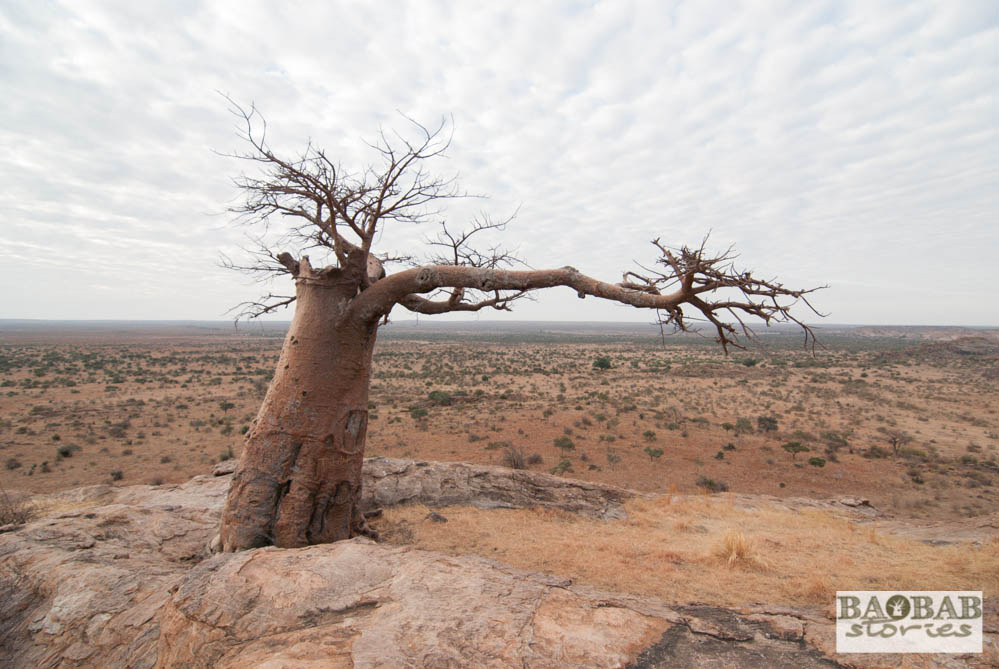 Rhodes Baobab, Mmamagwa, Mashatu, Tuli Block, Botswana