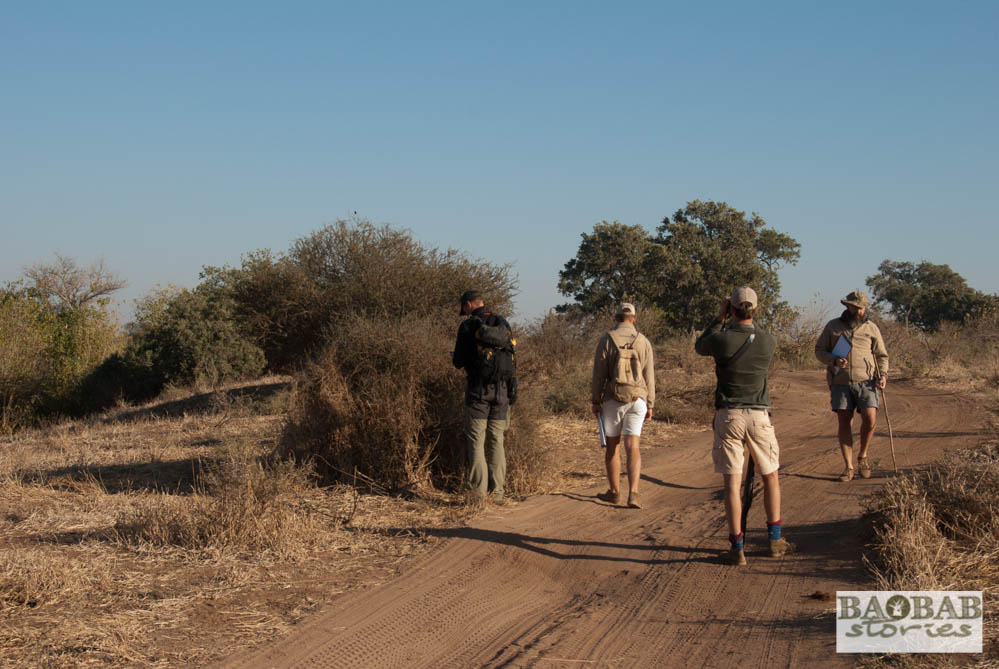 Wanderung, Wildnis, EcoTraining, Mashatu, Tuli Block, Botswana