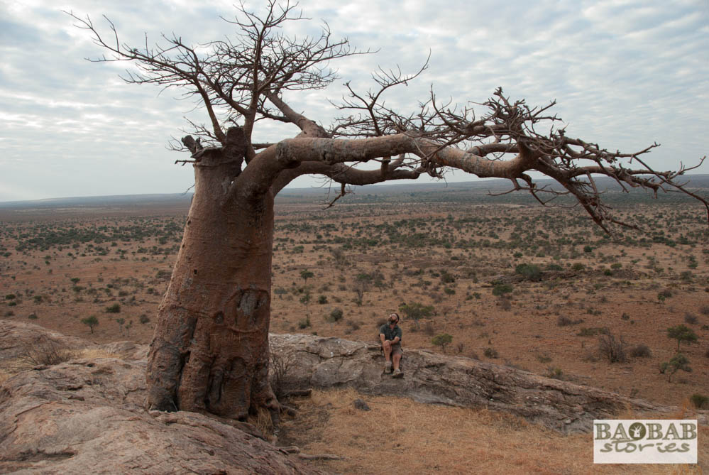 Henry Parsons, Rhodes Baobab, Mashatu, Botswana