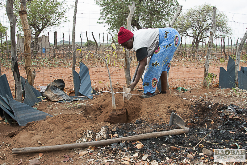 Martha Kwerana pflanzt ihren Baobab