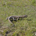 Monitor Lizard, Bwabwata Nationalpark, Namibia, Heike Pander