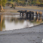 Elefanten, Bwabwata NP, Namibia, Heike Pander