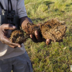 Eustace Libulelo zeigt demonstriert Fasern im Elefantendung, Nambwa Lodge, Bwabwata NP,