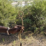 Schlinge, geknüpft von Eustace Libulelo, Bwabwata NP, Namibia,