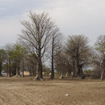 Affenbrotbäume, Tsodilo Hills, Botswana, World Heritage Site, Heike Pander