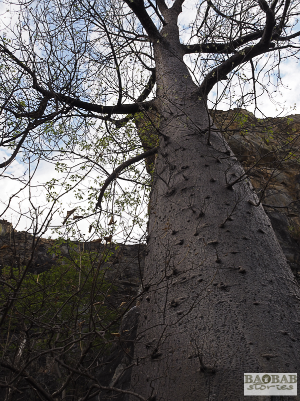 Baobab, Tsodilo Hills, Botswana, World Heritage Site, Heike Pander