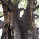 Baobab, Moremi Game Reserve, Botswana
