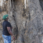 Baobab mit Maschendraht und sichtbaren Kampfspuren